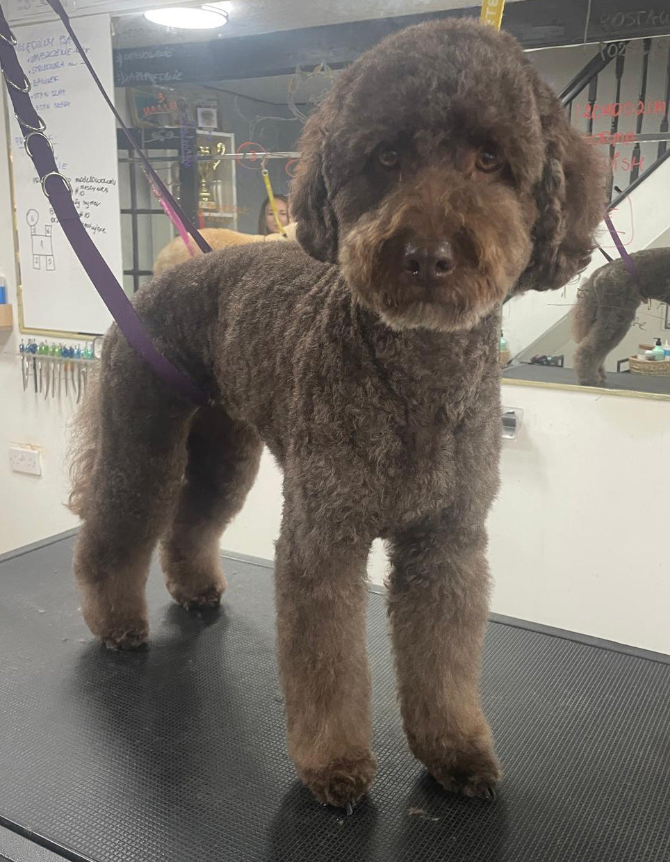 Bath, Brush, Blow-dry
