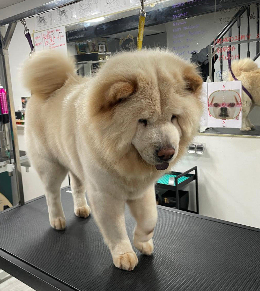 Full Groom – Long Hair