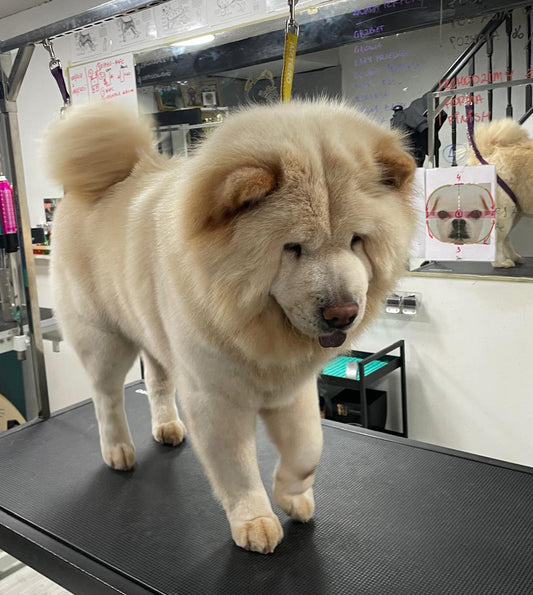 Full Groom – Long Hair