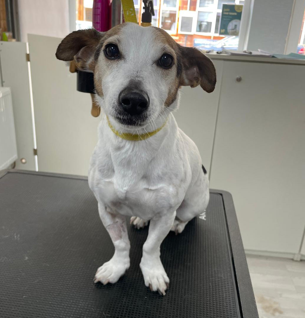 Full Groom – Short Haired