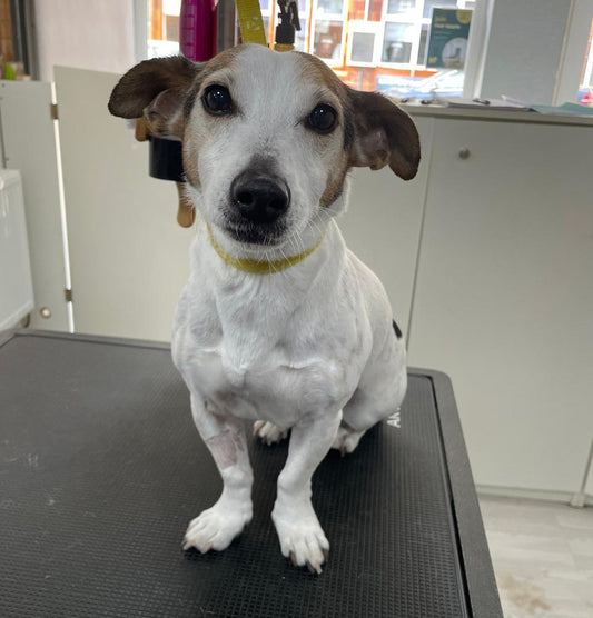 Full Groom – Short Haired